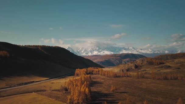 Altai Cumhuriyeti, Sibirya, Rusya. Nadir ağaçlar, uçsuz bucaksız bir tarlada bir otoyol ve bozkırda kocaman karlı dağlar. Altai Bölgesi 'nin güzel sonbahar yaban hayatının hava manzarası. — Stok video