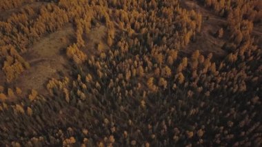 Altai Cumhuriyeti, Sibirya, Rusya. Dağdaki kar ve karlı dağlarda sonbahar kış ormanlarının havadan görünüşü. Soğuk yaban manzarası: Tepede karlı ağaçların altın sarısı yaprakları