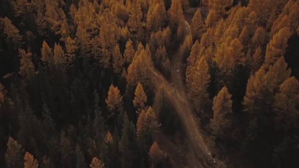 アルタイ共和国、シベリア、ロシア。山や雪の山の雪の中で秋の冬の森の空中ビュー。寒い野生の風景:丘の上に雪と木の黄金の黄色の葉 — ストック動画