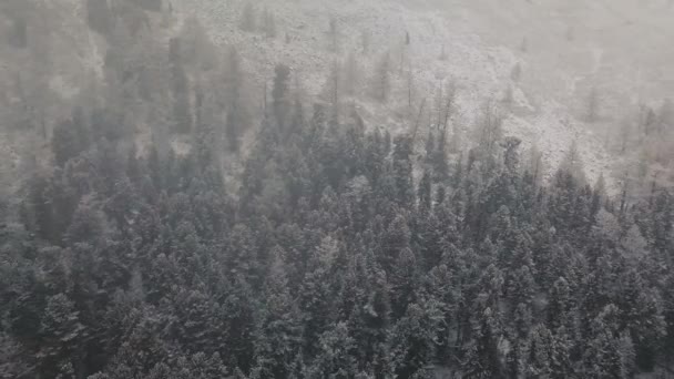 Подножие ледника огромной горы Белуха, долины реки Актру, гор Алтая. Облачная погода, шторм, дикая природа, зимний лес, замерзшая горная река во рту — стоковое видео