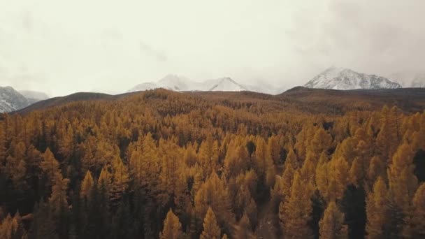 Altai Republic, Sibiř, Rusko. Letecký pohled na podzimní zimní les ve sněhu na horách a zasněžených horách. Studená divoká krajina: zlatožluté listí stromů se sněhem na kopci — Stock video