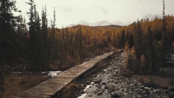 Altai Republic, Sibiř, Rusko. Letecký pohled na podzimní les, horu Chuya River a Aktru, dřevěný most, silnici v lese a horách. Studená divoká krajina: klikatá řeka s — Stock video