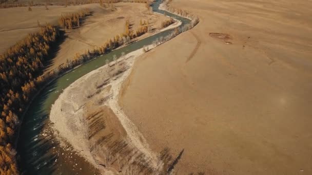 Altai Köztársaság, Szibéria, Oroszország. Folyó türkiz-zöld kanyargós folyó a mezőn, ritka fák, végtelen mezők és sztyepp és hatalmas havas hegyek a háttérben. légi kilátás a gyönyörű — Stock videók