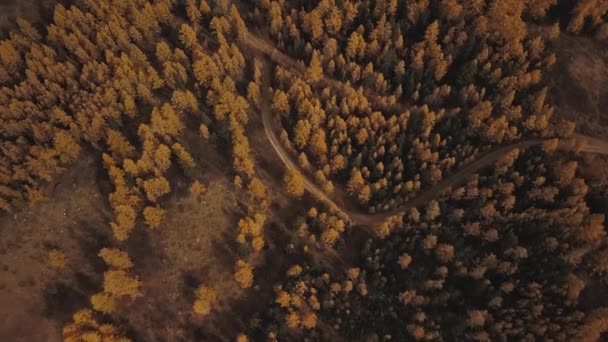 Altain tasavalta, Siperia, Venäjä. Aerial näkymä syksyn talven metsä lumessa vuorella ja lumiset vuoret. Kylmä villi maisema: kultainen keltainen lehvistö puiden lunta kukkulalla — kuvapankkivideo