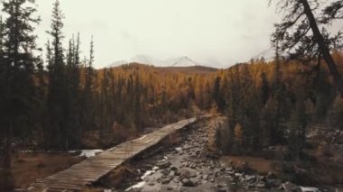 Altai Cumhuriyeti, Sibirya, Rusya. Sonbahar ormanının havadan görünüşü, bir Chuya Nehri dağı ve Aktru, bir ahşap köprü, orman ve dağlarda bir yol. Soğuk yaban manzarası: dolambaçlı bir nehir