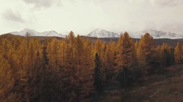 Republika Ałtaj, Syberia, Rosja. Widok z lotu ptaka na jesienny las zimowy w śniegu na górze i zaśnieżonych górach. Zimny dziki krajobraz: złote liście drzew ze śniegiem na wzgórzu — Wideo stockowe