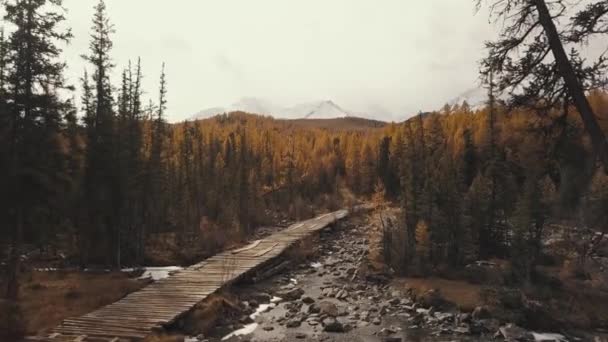 Altai Republiek, Siberië, Rusland. Luchtfoto van het herfstbos, een berg Chuya River en Aktru, een houten brug, een weg in het bos en de bergen. Koud wild landschap: een kronkelende rivier met — Stockvideo