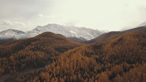 Republika Ałtaj, Syberia, Rosja. Widok z lotu ptaka na jesienny las zimowy w śniegu na górze i zaśnieżonych górach. Zimny dziki krajobraz: złote liście drzew ze śniegiem na wzgórzu — Wideo stockowe