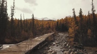 Altai Cumhuriyeti, Sibirya, Rusya. Sonbahar ormanının havadan görünüşü, bir Chuya Nehri dağı ve Aktru, bir ahşap köprü, orman ve dağlarda bir yol. Soğuk yaban manzarası: dolambaçlı bir nehir