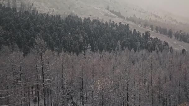 Storm, snöfall i den enorma glaciären vid berget Belukha, Aktru älvs dal, Altai-bergen. Molnigt väder, sten i snön, storm, vilda djur, vinterskog, frusen bergsflod i — Stockvideo