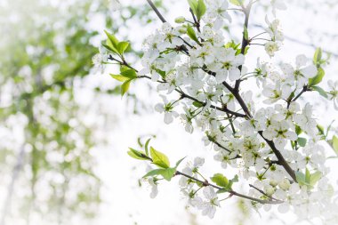 ağaç bahçe şube kiraz çiçek