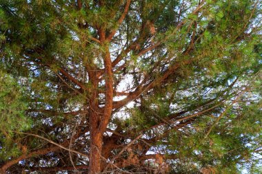 Akdeniz 'in tipik bir örneği olan Pinus Pinaster- çam ağacının altından gözlemlenmiştir.