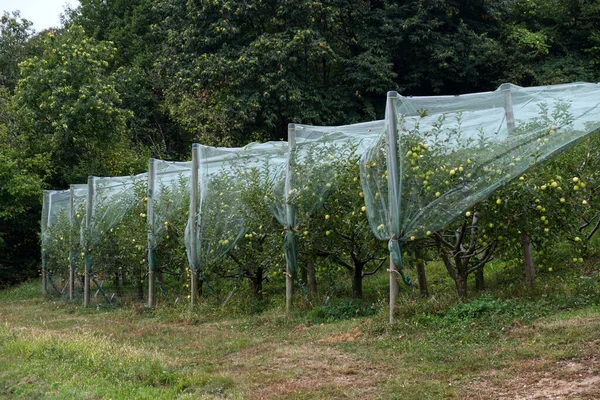 Intensiv ekologisk odling av äpplen täckta med antiparasitära hagelnät, Royaltyfria Stockbilder