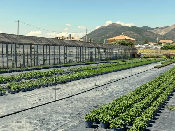 Cultivo intensivo de flores em uma fazenda de quarto de crianças — Fotografia de Stock