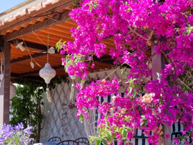Akdeniz 'deki bir konutta Bougainvillea ile bir veranda