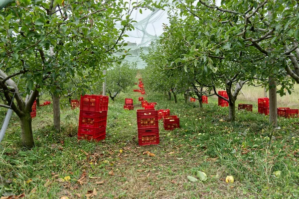 Röda lådor med nyplockade gyllene äpplen i intensiv ekologisk odling — Stockfoto