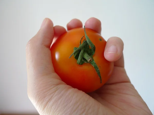 Een hand houdt een tomaat — Stockfoto