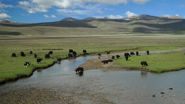 チベットの放牧ヤクします。 — ストック写真