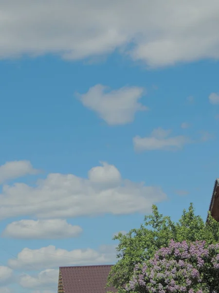 gökyüzü, yaz, hava, çiçekler, gün, şafak, doğa