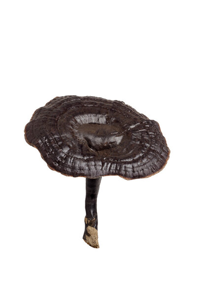 Грибы Рейши
