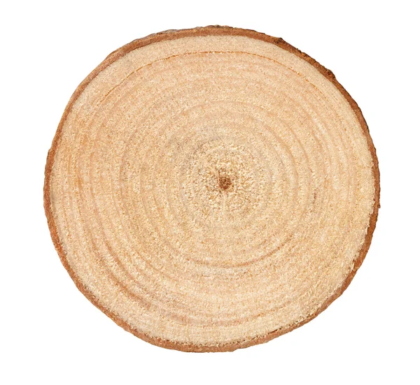 Tree rings — Stock Photo, Image