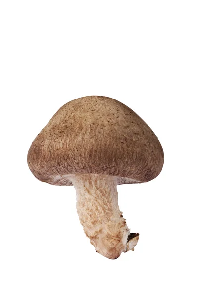 Свежий гриб — стоковое фото