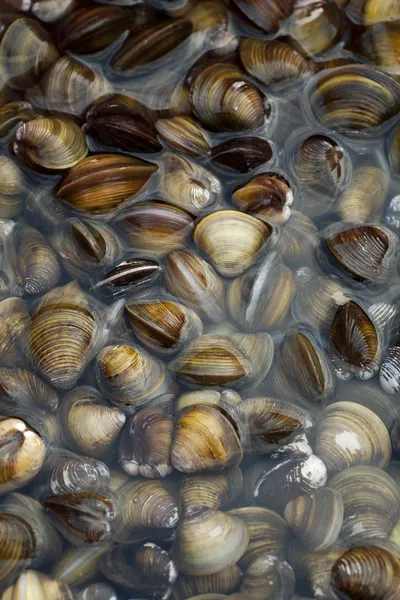 Vongole — Foto Stock