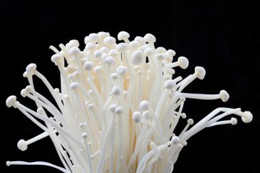 enoki mantarları