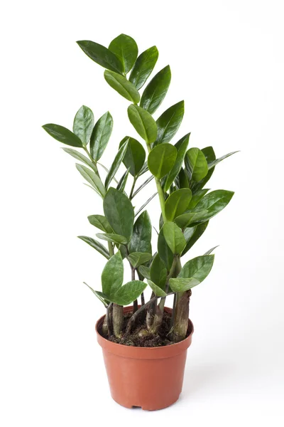 Zamioculcas zamiifolia — Stockfoto