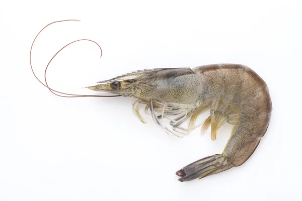 Raw shrimp — Stock Photo, Image