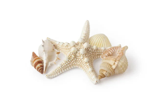 Starfish e conchas — Fotografia de Stock