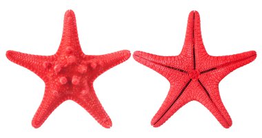 kırmızı deniz yıldızı