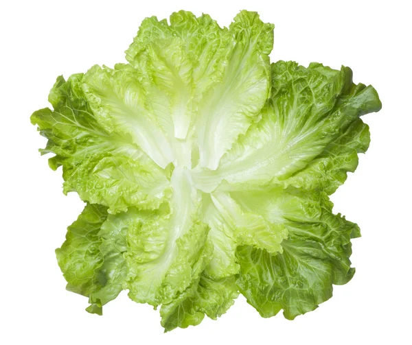 Свіжий салат листя — стокове фото