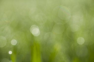 yeşil çim bokeh arka plan