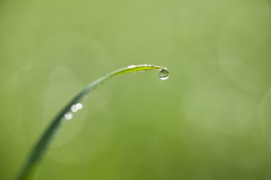 üzerine taze çimen çiy damlaları