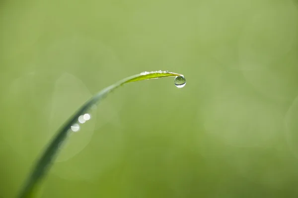 Druppels dauw op het vers gras — Stockfoto