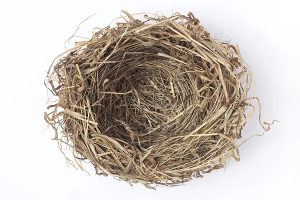 Lege vogel nest — Stockfoto