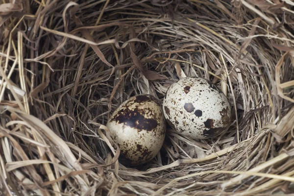 Two eggs in a nest — Stock Photo, Image