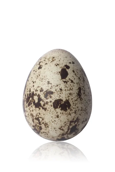 Quail egg — Stock Photo, Image