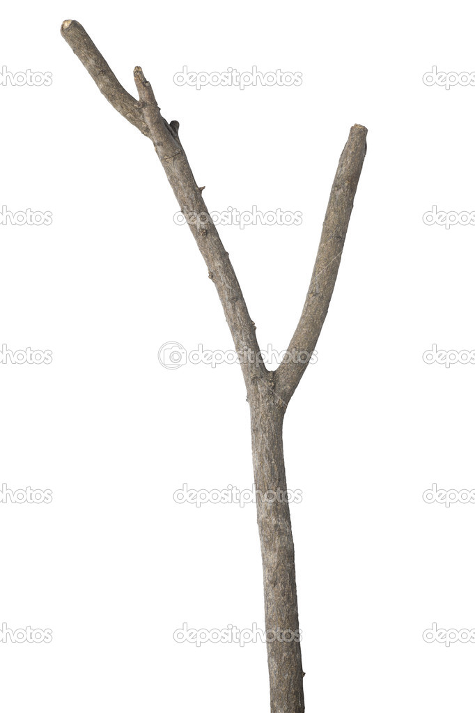 Dry branch