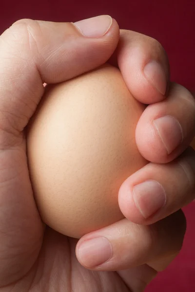 拿一个鸡蛋的手 — 图库照片