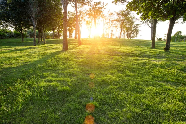 Sun shining trees and grass Royalty Free Stock Images