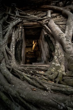 Samut Songkhram, Tayland - 3 Ekim 2019: Wat Bang Kung Tapınağı 'ndaki kilisedeki antik altın Buda heykeli eski tuğla duvarı bodhi ağacının kökleriyle kapladı. Dini kavramsal Tayland Görünmez.