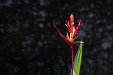 Güzel Red Florida Heliconia çiçekleri genellikle tropik süs bitkisi olarak yetiştirilen egzotik bitkilerdir. Metin ve reklam için kopyalama alanı kavramı.