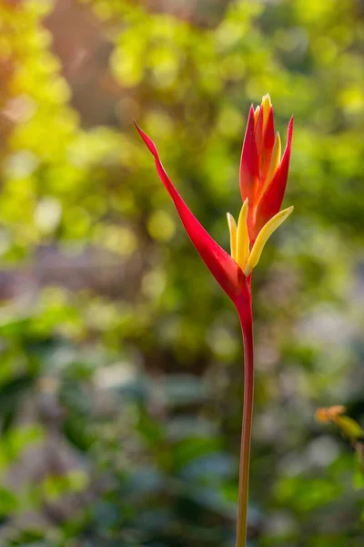 美しい赤いフロリダHeliconia花は 熱帯観賞植物として栽培されることが多いエキゾチックな植物です テキストと広告のためのコピースペースの概念 — ストック写真