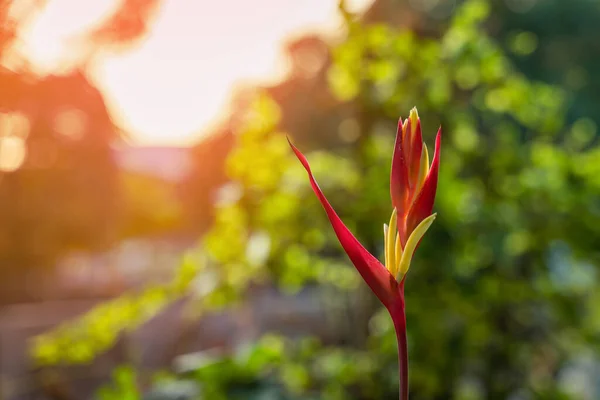 아름다운 플로리 코니아 장식용 식물로 재배되는 이국적 식물이다 광고를 — 스톡 사진