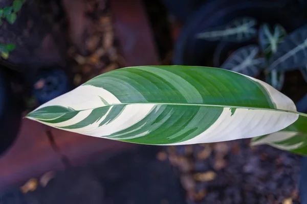 Belle Foglie Macchiettate Colore Verde Bianco Fiori Rossi Florida Heliconia — Foto Stock