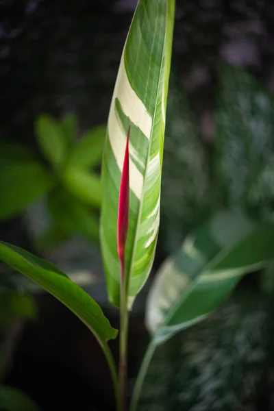 Bellissimi Fiori Red Florida Heliconia Sono Piante Esotiche Spesso Coltivato — Foto Stock