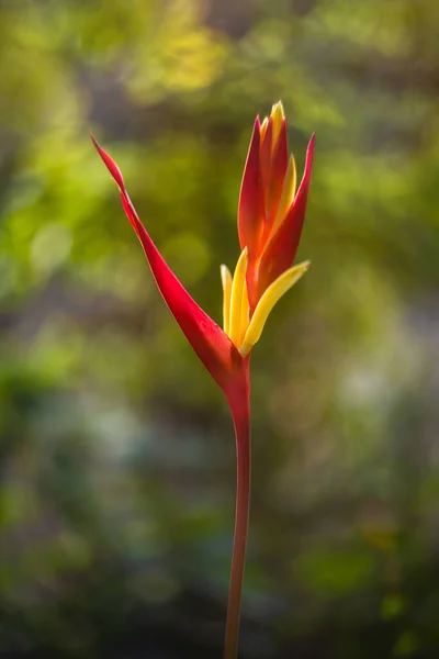 Bunga Heliconia Red Florida Yang Indah Adalah Tanaman Eksotis Dan — Stok Foto