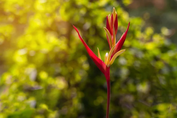 Hermosas Flores Heliconia Florida Roja Son Plantas Exóticas Que Menudo — Foto de Stock